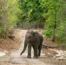 Rich Wildlife Diversity